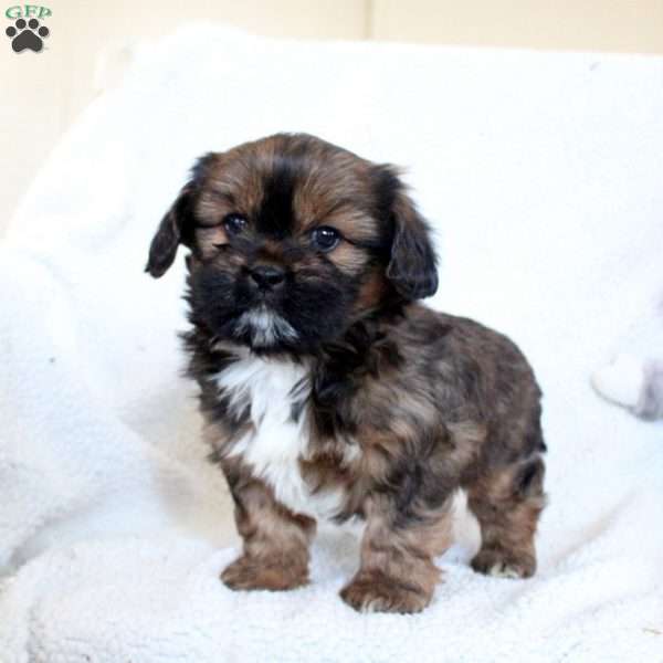 Quinton, Cava-Tzu Puppy