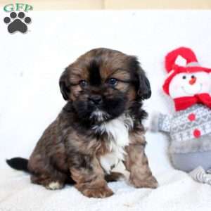 Quinton, Cava-Tzu Puppy