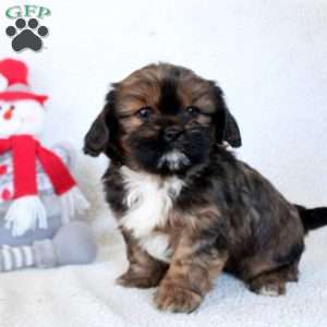 Quinton, Cava-Tzu Puppy