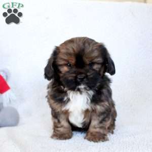 Quinton, Cava-Tzu Puppy