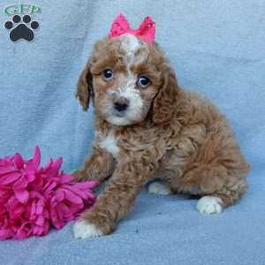 Penny, Cavapoo Puppy