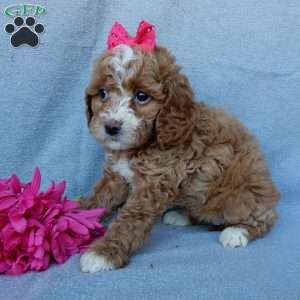 Penny, Cavapoo Puppy