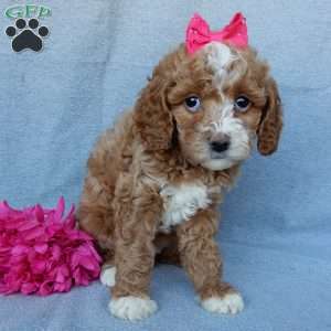 Penny, Cavapoo Puppy