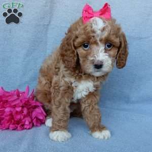 Penny, Cavapoo Puppy