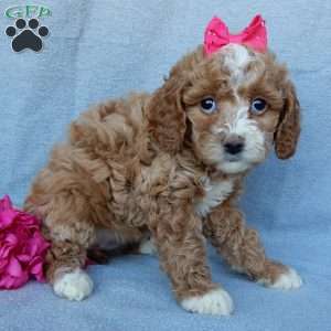 Penny, Cavapoo Puppy