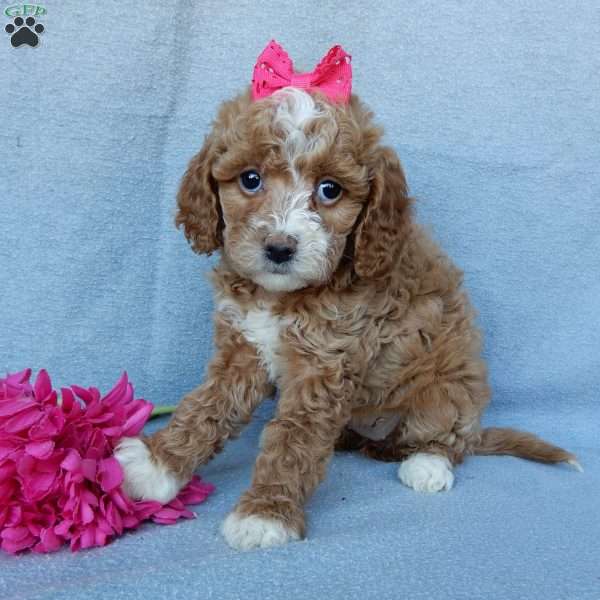 Penny, Cavapoo Puppy