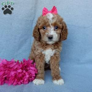 Penny, Cavapoo Puppy