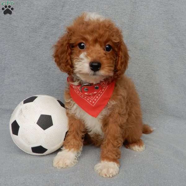 Champ, Cavapoo Puppy