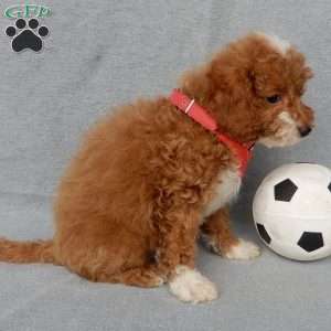 Champ, Cavapoo Puppy