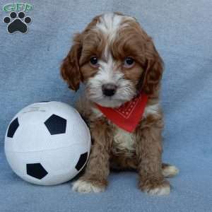 Marley, Cavapoo Puppy