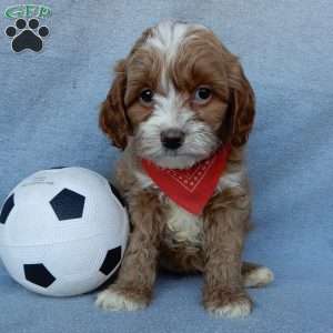 Marley, Cavapoo Puppy