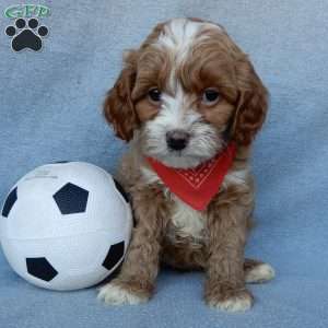 Marley, Cavapoo Puppy