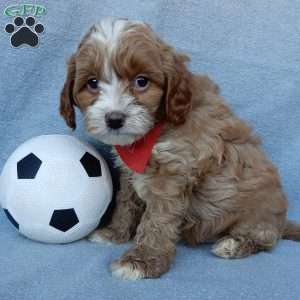 Marley, Cavapoo Puppy