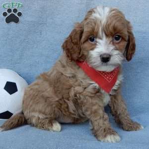 Marley, Cavapoo Puppy