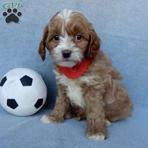 Marley, Cavapoo Puppy