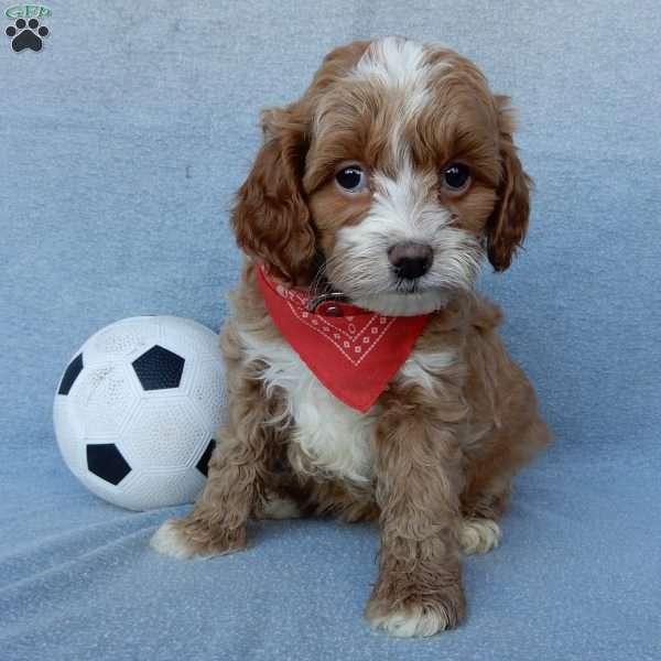 Marley, Cavapoo Puppy