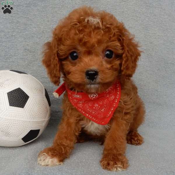 Ace (toy), Cavapoo Puppy