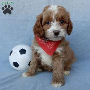 Marley, Cavapoo Puppy