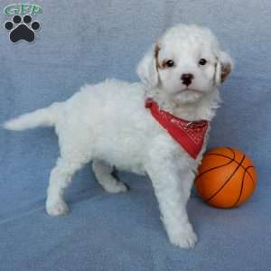 Bingo, Cavapoo Puppy