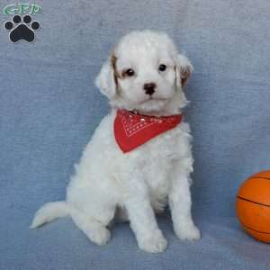 Bingo, Cavapoo Puppy