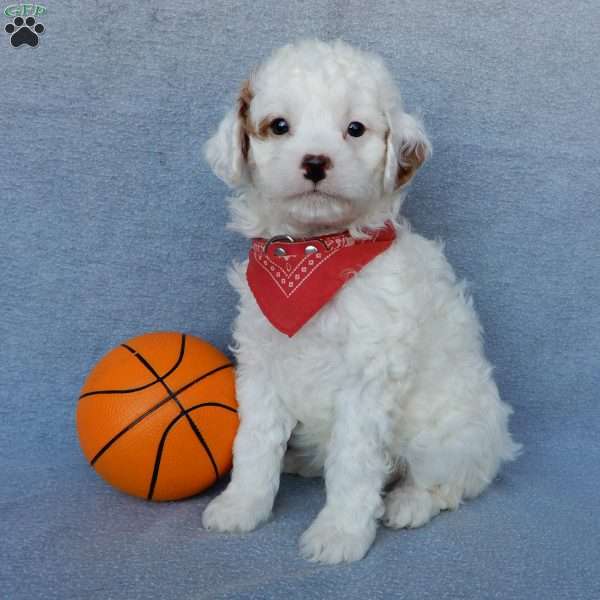 Bingo, Cavapoo Puppy