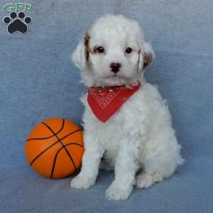 Bingo, Cavapoo Puppy