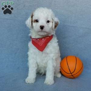 Bingo, Cavapoo Puppy