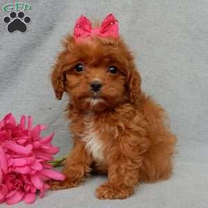 Laci (toy), Cavapoo Puppy