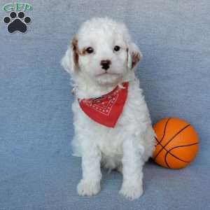 Bingo, Cavapoo Puppy