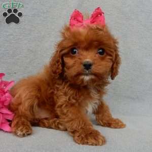 Laci (toy), Cavapoo Puppy