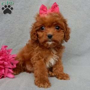 Laci (toy), Cavapoo Puppy