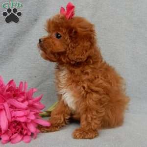 Laci (toy), Cavapoo Puppy