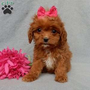 Laci (toy), Cavapoo Puppy