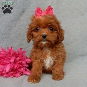 Laci (toy), Cavapoo Puppy