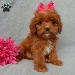 Laci (toy), Cavapoo Puppy