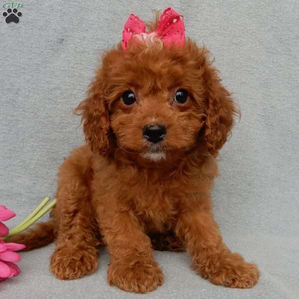 Chloe, Cavapoo Puppy