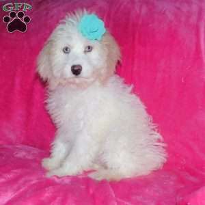 Princess F1B, Mini Goldendoodle Puppy