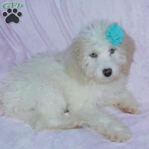 Princess F1B, Mini Goldendoodle Puppy