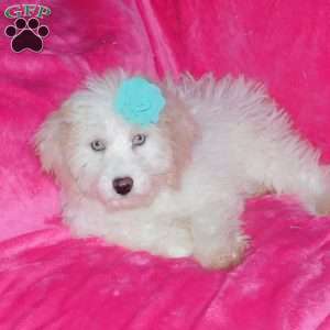 Princess F1B, Mini Goldendoodle Puppy