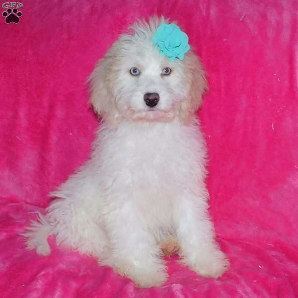 Princess F1B, Mini Goldendoodle Puppy