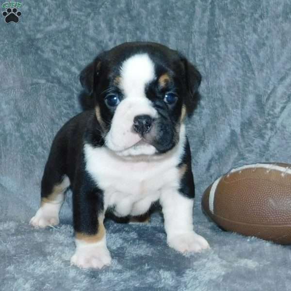 Rosco, Beabull Puppy