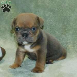 Rolo, Beabull Puppy