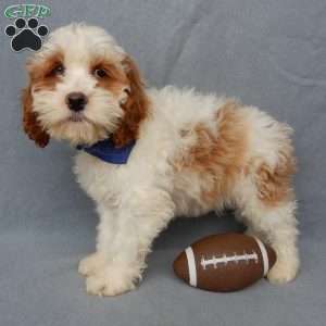 Rudolph, Cockapoo Puppy