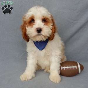 Rudolph, Cockapoo Puppy