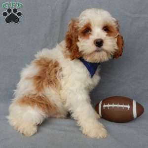 Rudolph, Cockapoo Puppy