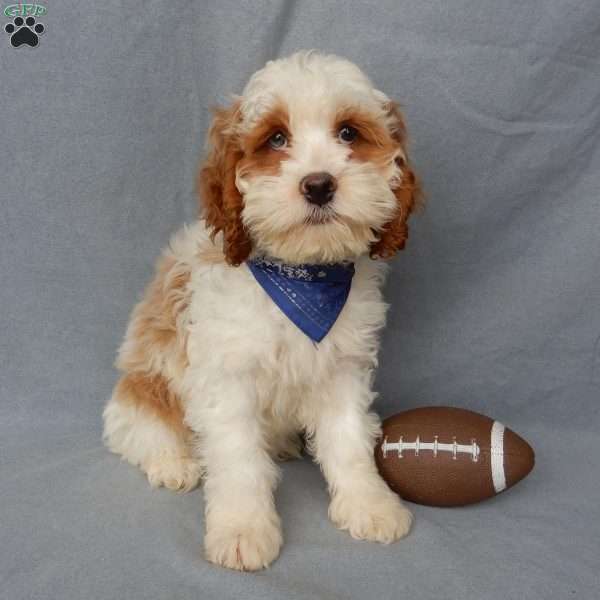 Rudolph, Cockapoo Puppy