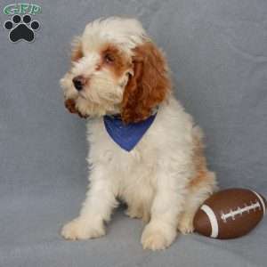 Rudolph, Cockapoo Puppy