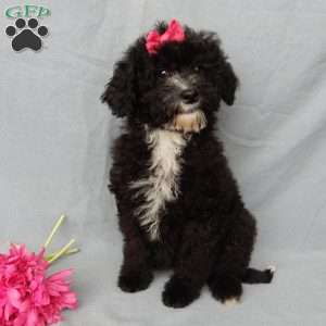 Angel-(micro mini), Mini Goldendoodle Puppy