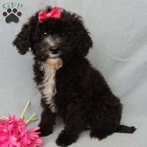 Angel-(micro mini), Mini Goldendoodle Puppy