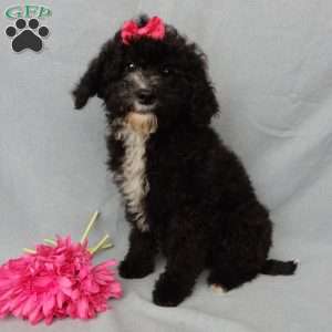 Angel-(micro mini), Mini Goldendoodle Puppy